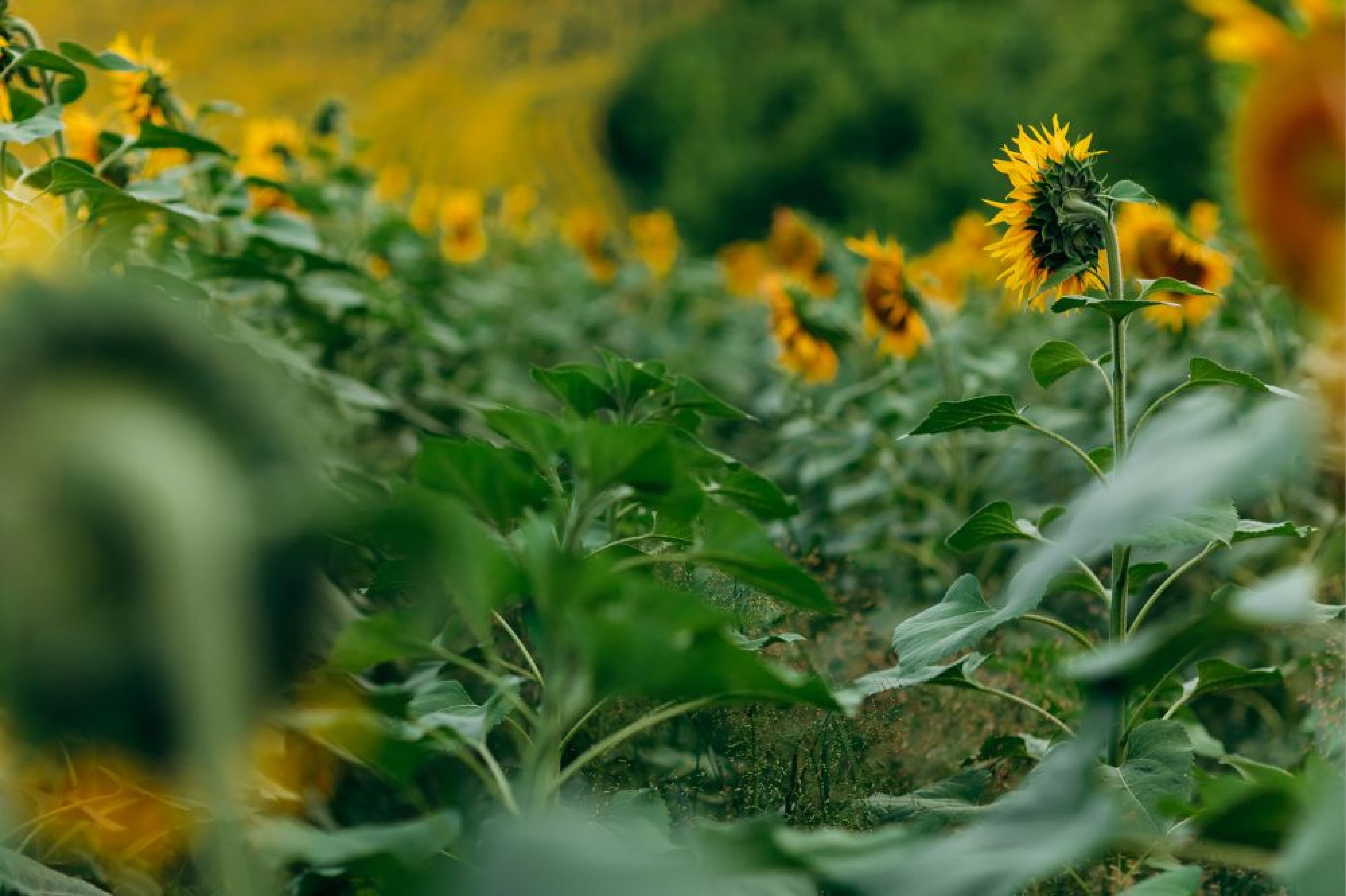 ilustrasi bunga matahari - Beautyversity 2.jpg